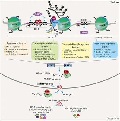 Current Status of Latency Reversing Agents Facing the Heterogeneity of HIV-1 Cellular and Tissue Reservoirs